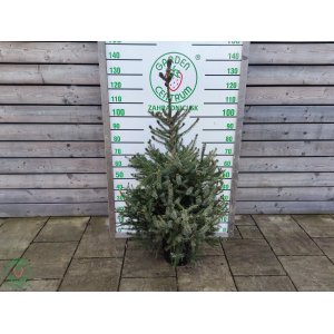 Smrek balkánsky (Picea omorika) ´OMORIKA´ – výška 100-125 cm, kont. C10L